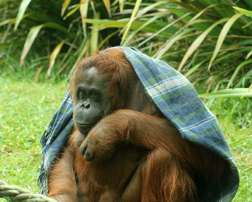 Orang Utan AdobeStock 294742516